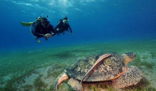 PADI Fish Identification